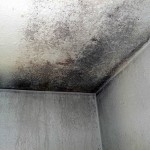 Stop Leaking Roofs to prevent mold