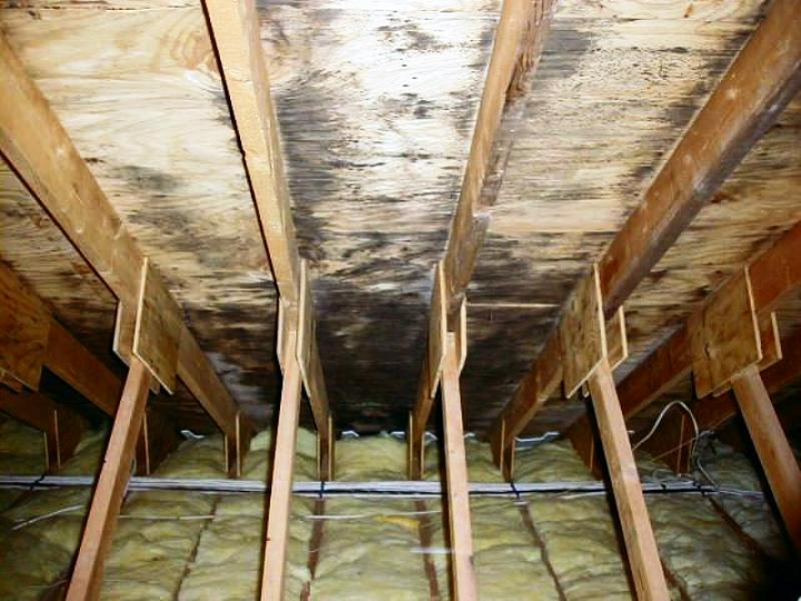 Black Mold Caused from Hidden Roof Leaks